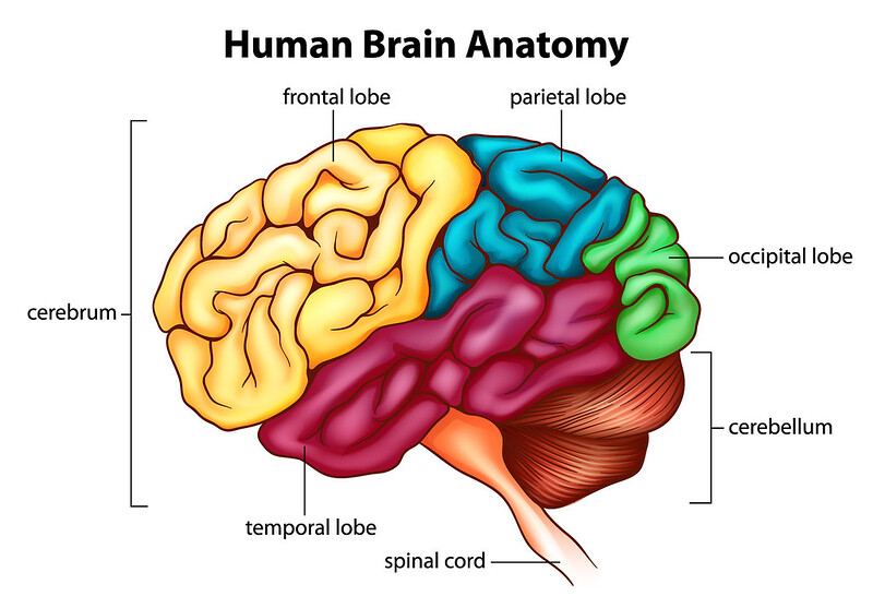 Know Your Brain by Harshatej Simhadri - SmartQuad